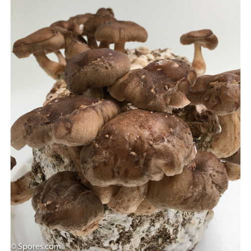 Shiitake Mushroom Spore Print